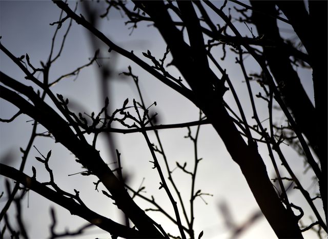 Silhouettes of bare branches create an abstract pattern against a soft twilight sky. The setting exudes a peaceful, quiet, and somewhat somber mood, perfect for themes of solitude, nature, winter, and tranquility. Ideal for use in artistic projects, environmental campaigns, mindfulness materials, or as a background for thoughtful layout design.