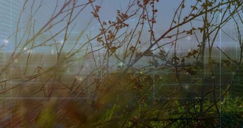 Backlit dry stems creating layered meadow with translucent hud overlay during golden hour
