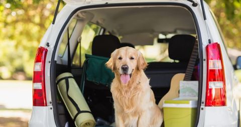 Golden retriever relaxing in car trunk at park