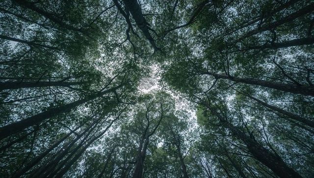 Soaring Tree Trunks Converging into Radial Green Canopy Tunnel, Upward Forest View