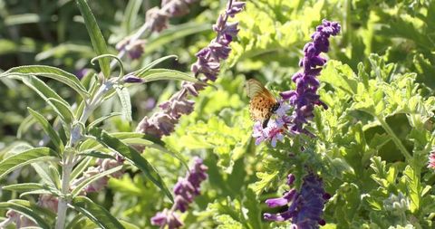 Orange-black butterfly perching, collecting nectar on purple flower spikes in sunlit garden