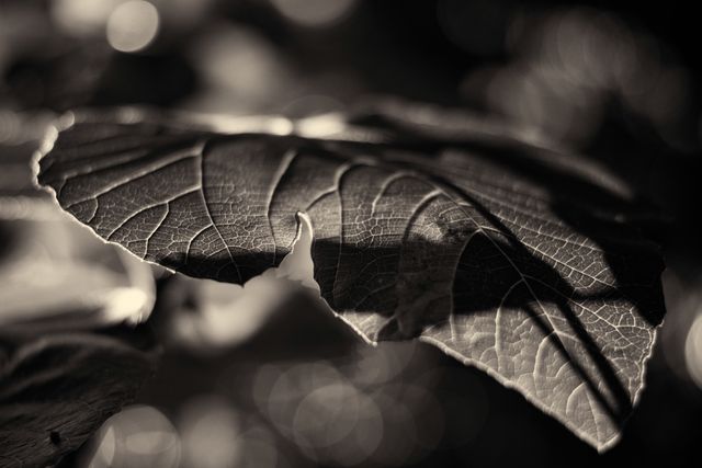 Close-up of textured leaf in monochrome - Download Free Stock Photos Pikwizard.com