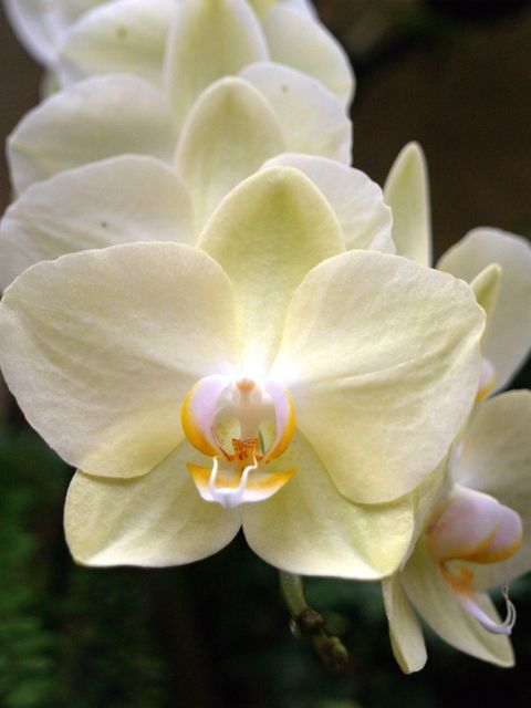 Yellow orchid blossom captured in close-up view. Soft, gentle petals with intricate details and natural beauty. Ideal for use in botanical illustrations, floral arrangements, nature blogs, or gardening websites.