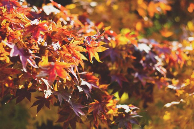 Stunning autumn leaves on tree branch backlit by warm sunlight. Ideal for seasonal greeting cards, nature-focused blogs, travel magazines, and backgrounds for outdoor-themed presentations. Perfect for use in projects emphasizing natural beauty and the changing seasons.