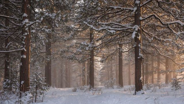 Golden sunrise filtering through snow-covered pine forest with snowy path