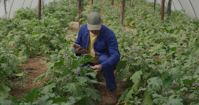 Farmer Using Digital Tablet in Greenhouse for Plant Inspection - Download Free Stock Photos Pikwizard.com