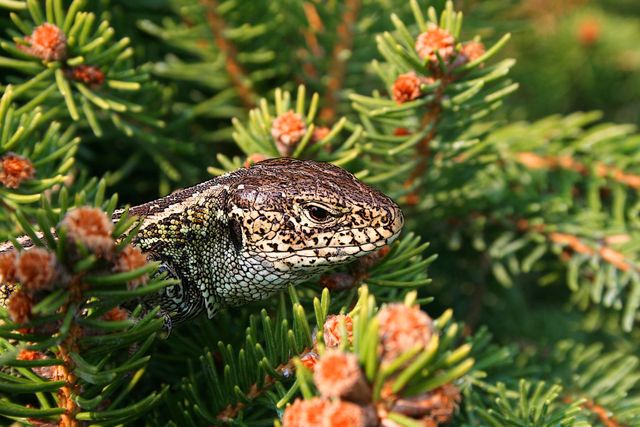 Lizard camouflages among green pine needles, highlighting natural survival instincts. Great for wildlife and nature-themed projects, educational content about reptiles, and articles on natural habitats.