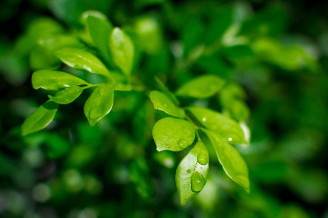 Close-Up of Fresh Green Leaves with Water Droplets - Download Free Stock Photos Pikwizard.com