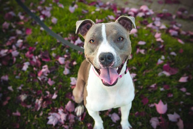Bright and cheerful pit bull dog enjoying an outdoor walk, sitting on vibrant green grass covered by autumn leaves. This stock photo is perfect for promoting pet care services, adoption centers, or illustrating content about dog walks and outdoor activities with pets.