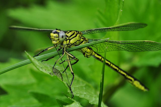 Green Dragonfly Resting on Leaf in Natural Habitat - Download Free Stock Photos Pikwizard.com