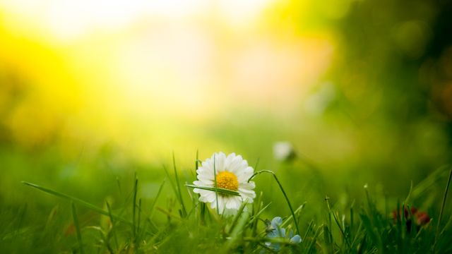 Daisy Blossom in Spring Meadow with Green Grass and Blurred Background - Download Free Stock Photos Pikwizard.com
