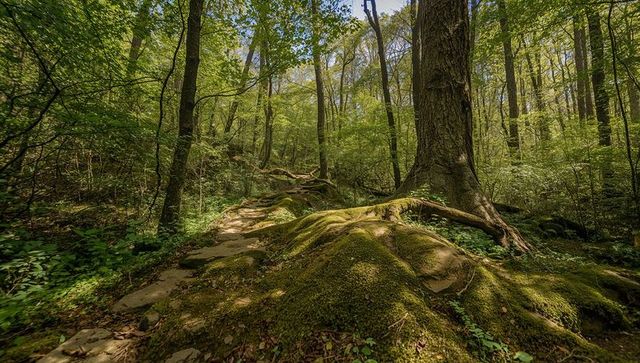 Moss-covered root mound basking under sunlit forest canopy along winding flagstone trail