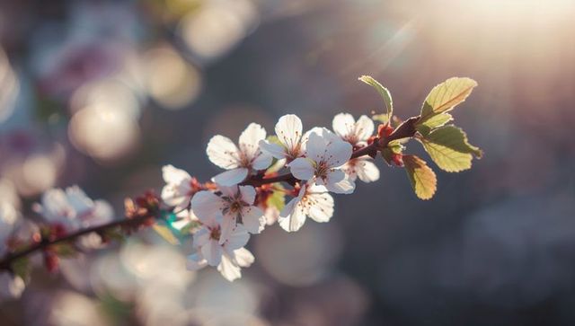 Blooming fruit-tree branch glowing in golden backlight with soft pastel bokeh