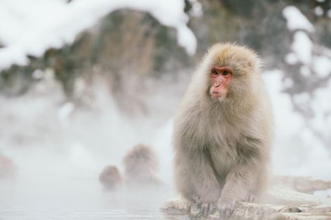 Snow Monkey Sitting Near Hot Spring with Steam