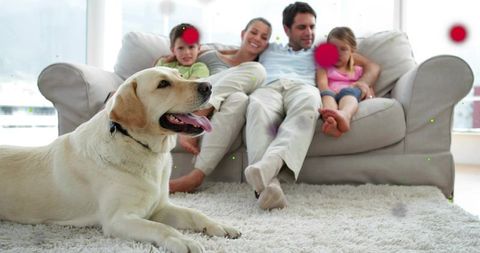 Happy labrador in cozy living room setting with relaxing family