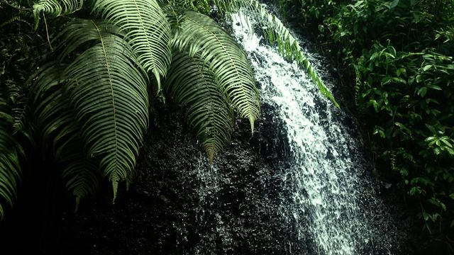 Tropical Waterfall Surrounded by Lush Greenery - Download Free Stock Photos Pikwizard.com
