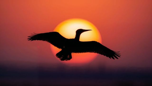 Silhouette of waterbird soaring at sunset with vibrant sun background