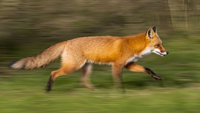 Red fox sprinting through meadow with motion blur, wild canid running at high speed