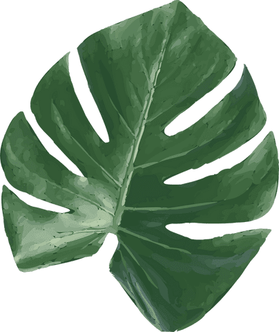 Lush Tropical Monstera Leaf Transparent Illustration