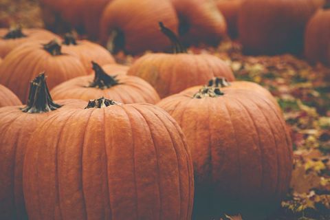 Autumn pumpkins lined on ground with fallen leaves rustic harvest close-up
