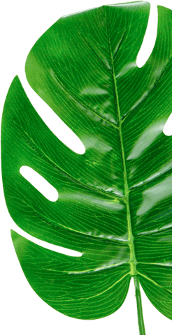 Vibrant monstera leaf on transparent background for stylish decorations
