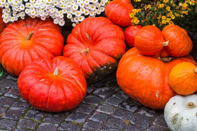 Colorful Autumn Pumpkins and Flowers on Cobblestone - Download Free Stock Photos Pikwizard.com