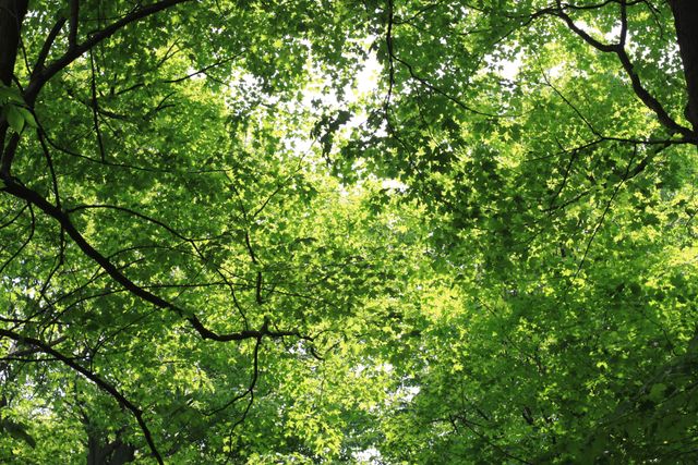 Green Tree Canopy with Sunlight Shining Through Leaves - Download Free Stock Photos Pikwizard.com