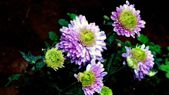 Vibrant Purple and Yellow Chrysanthemums Blooming in Garden - Download Free Stock Photos Pikwizard.com