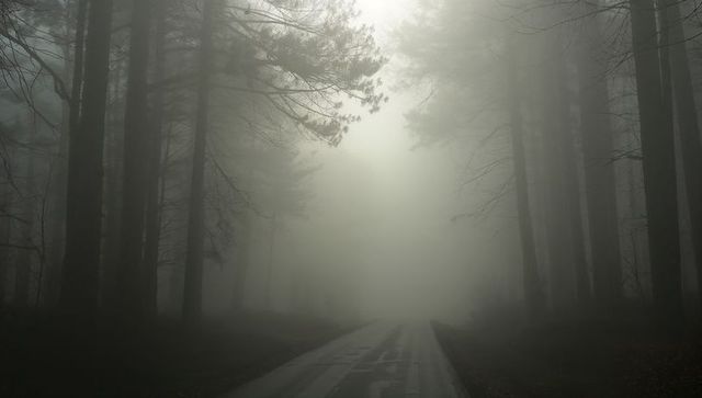 Fog-enshrouded pine forest road leading into misty distance with wet reflective pavement