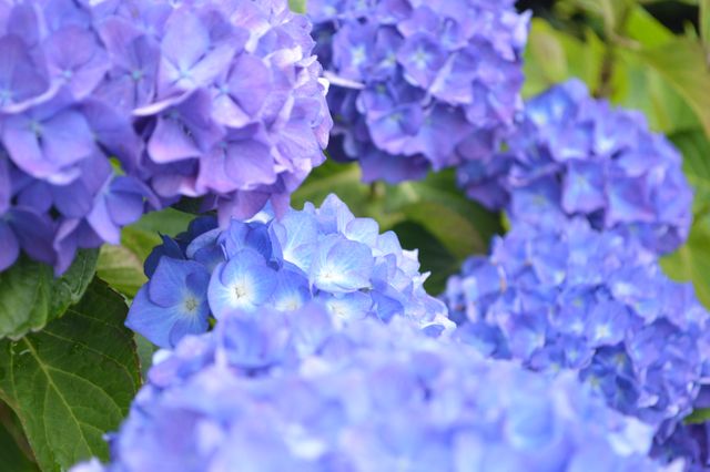 This vibrant image features a close-up of vivid blue and purple hydrangea flowers in full bloom. Perfect for floral backgrounds, garden enthusiasts’ blogs, websites on horticulture, or print decorations aiming to highlight natural beauty and vibrant colors.