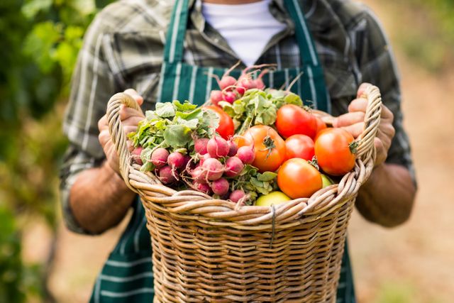 Farmer holding a basket filled with fresh vegetables including tomatoes and radishes in a vineyard. Ideal for use in agricultural promotions, organic farming advertisements, healthy lifestyle campaigns, and food-related content. Highlights themes of sustainability, rural living, and farm-to-table concepts.