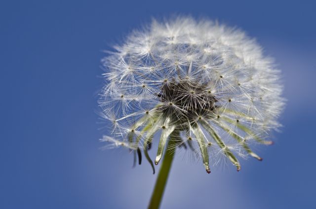 Close-up of a dandelion seed head with a clear blue sky providing a contrasting background. This could be used for themes related to nature, growth, seasons, calmness, and outdoor beauty. Suitable for nature blogs, educational materials, and zen-inspired designs.