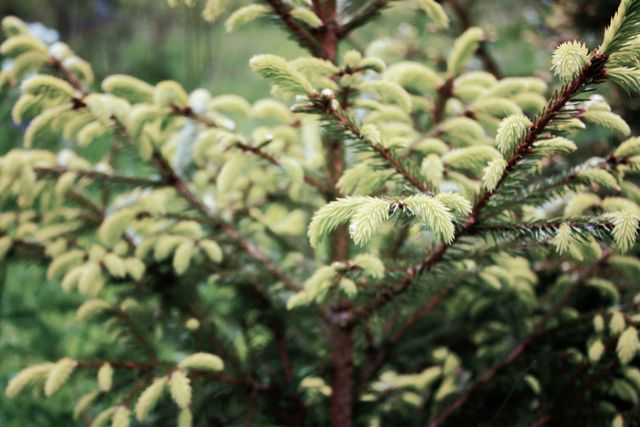 Close-up of an evergreen tree branch displaying new growth in a natural outdoor environment. There is vibrant contrast between the fresh, light green needles and the older branches. Ideal for use in gardening articles, environmental blogs, landscaping inspiration, and educational materials on plant growth.