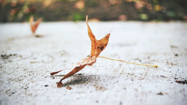 Close-up of a single dry autumn leaf on pavement, showcasing textures and the changing season. Suitable for use in designs highlighting autumn themes, nature, seasonal changes, and outdoor settings. Ideal for backgrounds, blog posts, and seasonal promotions.