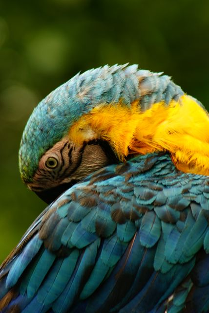 This image shows a close-up view of a colorful parrot preening its vibrant feathers. The photo captures the intricate details of the bird's plumage, emphasizing the vivid blue, green, and yellow colors. Suitable for use in nature and wildlife publications, educational materials, tropical and exotic animal themed projects, and decorative purposes. Perfect for illustrating the beauty and complexity of avian wildlife.