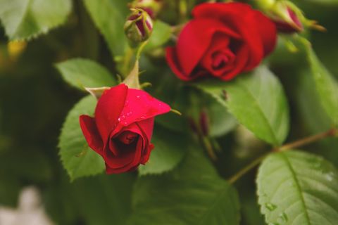 Close-Up of Blooming Red Roses with Dew Drops