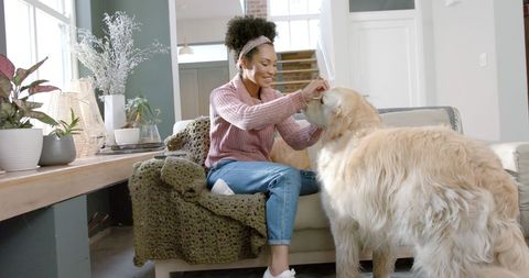 Happy Woman Playing with Golden Retriever in Cozy Living Room - Download Free Stock Images Pikwizard.com