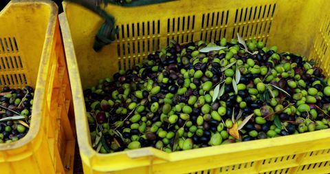 Freshly harvested olives in yellow plastic crate during olive picking season