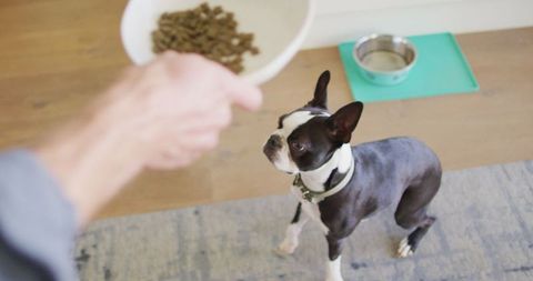Man feeding his boston terrier dog indoors
