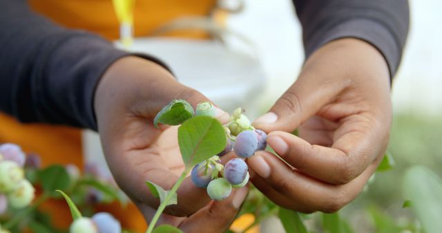 Harvesting Fresh Blueberries by Hand in Sunlit Garden - Download Free Stock Images Pikwizard.com