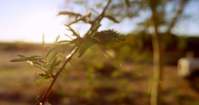 Sunlight filters through the delicate leaves of a plant, casting a warm glow and creating a tranquil atmosphere. The focus on the foliage against the blurred natural background evokes a sense of peace and the beauty of simple moments in nature.