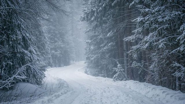 Misty curving snow trail through dense evergreen forest with footprints and snowbanks