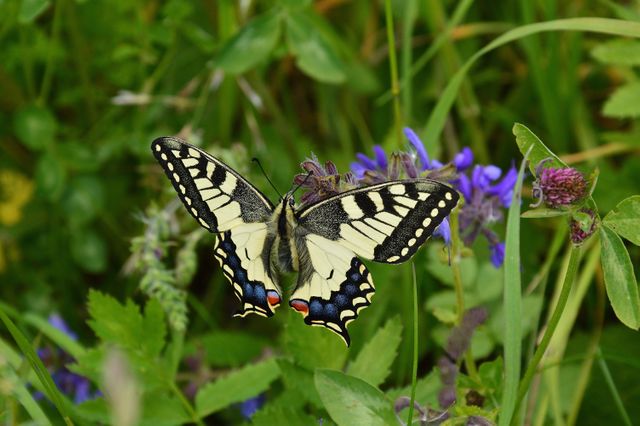 Swallowtail butterfly resting on colorful wildflowers in a lush green meadow. Image captures intricate details of the butterfly's wings and natural surroundings. Suitable for nature-themed projects, wildlife conservation promotions, floral and gardening content, educational materials about insects and pollination.