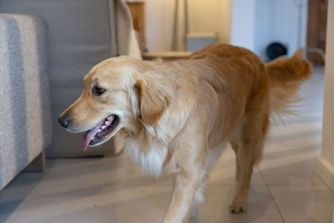 Golden retriever walking on tiled floor in cozy living room with wagging tail calm gaze