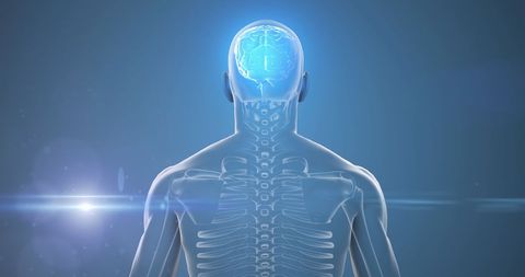 Visualizing Connections: Human Body and Networked Brain - Download Free Stock Images Pikwizard.com