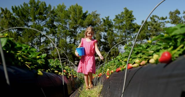 Caucasian girl picks strawberries in a sunny outdoor garden. She's learning about agriculture and the importance of sustainable farming practices.