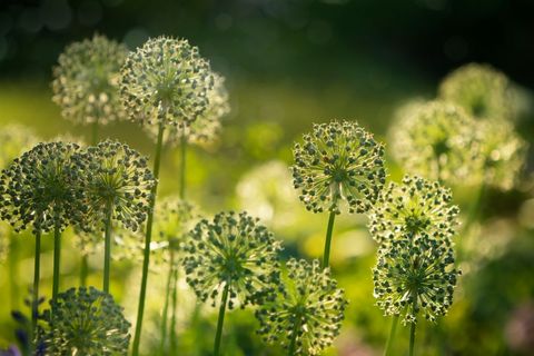Serene Field of Allium Flowers on Sunny Day