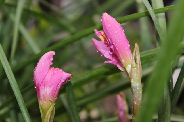 Close-up capture of pink flowers with water droplets on green stems, highlighting the freshness and beauty of nature. Perfect for gardening websites, botanical illustrations, nature documentaries, or any creative project related to natural beauty and flora.
