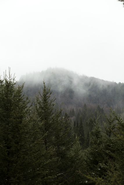 Serene image showcasing a misty mountain enveloped in fog, surrounded by dense pine forest during wintertime. Ideal for use in travel blogs, nature-themed websites, environmental conservation articles, or as calming desktop backgrounds.