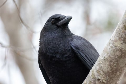 Majestic Black Crow Perching on Tree Branch
